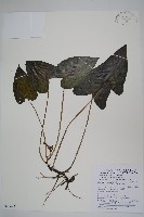 薄葉細辛、尾花細辛藏品圖，第1張