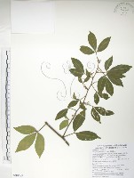 飛龍掌血藏品圖，第1張