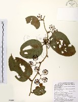 糙莖菝契、疣枝菝契藏品圖，第1張