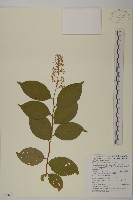 雷公藤藏品圖，第1張