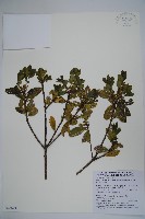 金平氏冬青藏品圖，第1張