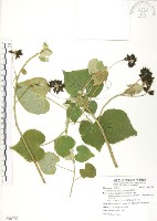 幾內冬葵子，幾內亞磨盤草藏品圖，第1張