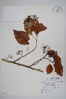 蘭嶼厚殼樹藏品圖，第1張