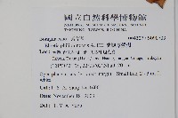 蘭嶼厚殼樹藏品圖，第2張