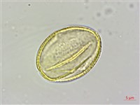 蘭嶼厚殼樹藏品圖，第4張