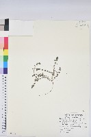 伏生大戟藏品圖，第1張