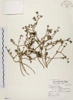 毛馬齒莧藏品圖，第1張