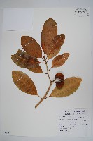 蘭嶼馬蹄花藏品圖，第1張