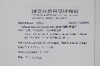 蘭嶼馬蹄花藏品圖，第2張