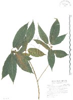 對葉榕藏品圖，第1張