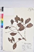 細葉饅頭果藏品圖，第1張