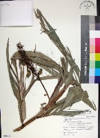 蘭嶼法氏薑藏品圖，第1張