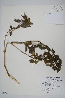 直立半插花藏品圖，第1張