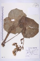 山菊藏品圖，第1張