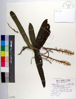 管唇蘭、蘭嶼管唇蘭、紅頭蘭藏品圖，第1張