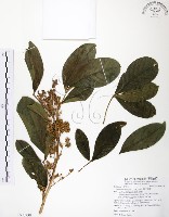 山刈葉藏品圖，第1張