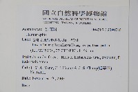 匍匐半插花藏品圖，第2張