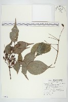 紅葉藤藏品圖，第1張