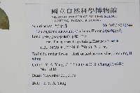 卵葉鱗球花藏品圖，第5張