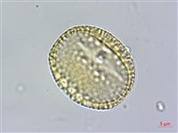 卵葉鱗球花藏品圖，第2張