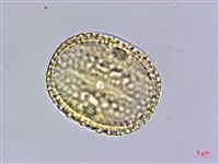 卵葉鱗球花藏品圖，第3張