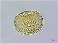 卵葉鱗球花藏品圖，第4張