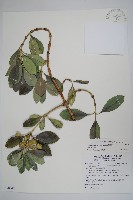 蘭嶼念珠藤藏品圖，第1張