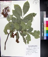 蘭嶼椌木藏品圖，第1張