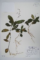 針刺草藏品圖，第1張