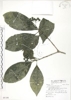 錫蘭玉心花藏品圖，第1張