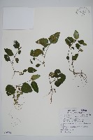 卵葉鱗球花藏品圖，第1張