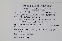 卵葉鱗球花藏品圖，第2張