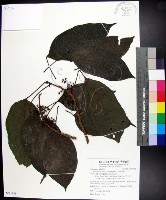 三脈紫麻藏品圖，第1張