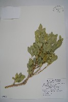 琉球黃楊藏品圖，第1張