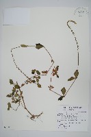 假川牛膝藏品圖，第1張