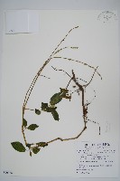 日本牛膝藏品圖，第1張