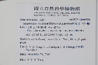 日本牛膝藏品圖，第2張