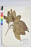 假鐵莧藏品圖，第1張