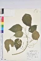 花蓮鐵莧、臺東鐵莧藏品圖，第1張