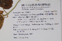 蘭嶼牛皮消、蘭嶼白薇藏品圖，第2張