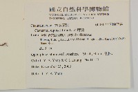 木麻黃藏品圖，第2張