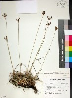 乾溝飄拂草藏品圖，第1張