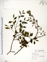 朴樹藏品圖，第1張