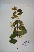 裡白忍冬、紅腺忍冬藏品圖，第1張