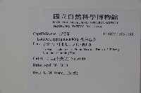 裡白忍冬、紅腺忍冬藏品圖，第2張