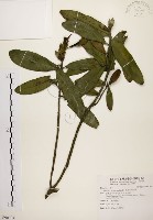 大頭茶藏品圖，第1張