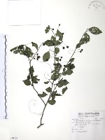 燈稱花、烏雞骨藏品圖，第1張