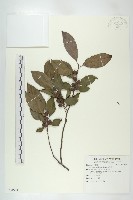 山紅柿藏品圖，第3張