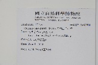 阿里山千金榆藏品圖，第2張