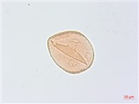 頷垂豆藏品圖，第1張